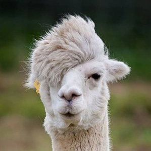 Team Page: Drama Llamas